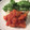 ベティ３'s cooksnap of when they made 鯛のソテー　トマトソース添え.