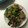 sakutakuhitoshu's cooksnap of when they made 豚肉と小松菜のしょうが炒め.
