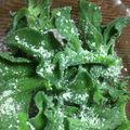Iris77☆彡☆彡's cooksnap of when they made アイスプラントを活かす最高〜っの食べ方.