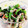 あおにゃ★'s cooksnap of when they made ねぎとわかめのぬた.