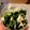ボブ♪'s cooksnap of when they made *ガリワサわかめ*.