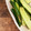 カズ形33's cooksnap of when they made 旬の胡瓜！鶏がらスープでやみつききゅうり.