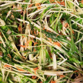 ちゃぎー's cooksnap of when they made 水菜とアミエビのササッと炒め.