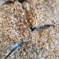 ぬさどあ's cooksnap of when they made アンチエイジング☆ごまクッキー.