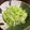 ありあ○'s cooksnap of when they made 簡単副菜☆春キャベツのしらす和え.
