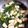 クック00Q0QZ☆'s cooksnap of when they made スピード常備菜＊菜の花の煮浸し.