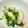 azbjbn's cooksnap of when they made こぶ茶で絶品！牡蠣の酒蒸し.