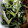 クックXFL002☆'s cooksnap of when they made のらぼう菜(菜の花)のごまマヨネーズ和え.