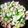 ♬あじさいのレシピ♬'s cooksnap of when they made ササミとチンゲン菜のウマっ！炒め～★.