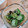 maimaso's cooksnap of when they made きゅうりの塩昆布和え.