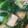 クックDY1LO6☆'s cooksnap of when they made 青梗菜と厚揚げの旨煮.