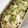 クック5C8ZAA☆'s cooksnap of when they made ささみとかぶの胡麻ポン酢和え.