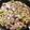 噛み噛みウッディ's cooksnap of when they made 簡単！アスパラと豚バラのゴマドレ炒め.