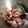 クックNPN3GI☆'s cooksnap of when they made ほたるいかを食べよう！！【ごま油あえ】.