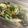 こぶた三姉妹の母's cooksnap of when they made お鍋の残り物消費に☆春菊の中華風おひたし.
