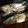 sabo152's cooksnap of when they made 鯖(魚)の味噌煮 冷凍ストック用｡:+*.