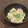 ajyuly's cooksnap of when they made 作り置きで絶品！ささみマヨネーズ.