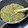 クックE2XXCF☆'s cooksnap of when they made 基本のふきのとう味噌.