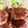тakuмasa✩。's cooksnap of when they made 【話題入り】挽き肉ともやしの焼きつくね.