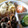 ぐりんぶー♪'s cooksnap of when they made 牛肉とごぼうとこんにゃくのしぐれ煮.