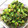 わたさな2016's cooksnap of when they made 菜花の粒マスタード和え.