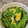 さこあ's cooksnap of when they made 絹さや卵炒め.