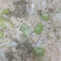 xyzクック's cooksnap of when they made そら豆のリゾット.