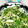 やえまりも's cooksnap of when they made ツナと水菜の和え物.