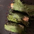 ふぁんころ's cooksnap of when they made 大葉の焼き鳥巻き焼き★リメイク.
