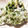 dandelion♢'s cooksnap of when they made 春よこ～い！菜の花のマヨわさび和え。.