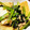 クックBJAVU0☆'s cooksnap of when they made ゆき菜とツナの炒め物.