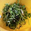 しんでぃーZ's cooksnap of when they made 豆苗と長芋の塩昆布あえ.