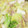 tamiタミ's cooksnap of when they made 白菜とツナの簡単煮☆.