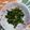 くネコまろす's cooksnap of when they made 簡単☆春菊の茎のきんぴら.