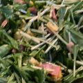 ななさくちゃん's cooksnap of when they made 水菜の洋風サラダ.