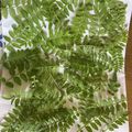 ゆずママと畑's cooksnap of when they made 山椒の葉★ドライ★香付け★木の芽.