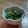 和☆2049's cooksnap of when they made ほうれん草のゴマ＆塩昆布あえ.