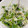 まっちゃ小豆's cooksnap of when they made しらす・かいわれのごま油和え.