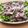 量子♬'s cooksnap of when they made さわやかミニセロリと牛しゃぶのサラダ.