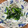 マロン♪♪♪'s cooksnap of when they made ほうれん草のしらす和え.