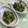 赤い電話's cooksnap of when they made さっぱり！ほうれん草のごま酢あえ.