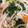 ✿ゆみゆみ✿'s cooksnap of when they made ほうれんそうともやしのサラダ.
