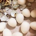 ふぁんころ's cooksnap of when they made ＊うずらの卵の茹で方＊.