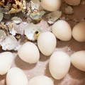 ふぁんころ's cooksnap of when they made ＊うずらの卵の茹で方＊.
