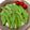 あい♪らんど's cooksnap of when they made *スナップエンドウの素揚げ*.