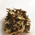 クックTX3OO6☆'s cooksnap of when they made めばえ保育園　いりこの佃煮.