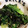 AGUDY's cooksnap of when they made 簡単!レタスと海苔のサッと炒め☆大量消費.
