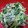 ひっこ's cooksnap of when they made のらぼう菜(菜の花)のごまマヨネーズ和え.