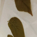 クックA2XOKR☆'s cooksnap of when they made 桜の葉の塩漬け.
