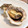 梨にゃんこ's cooksnap of when they made 簡単☆殼つき牡蠣の魚焼きグリル焼き.